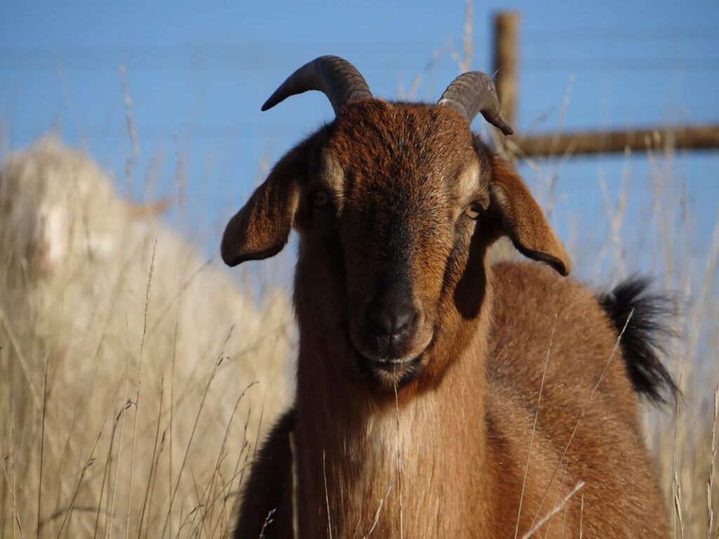 Les chèvres et chevraux