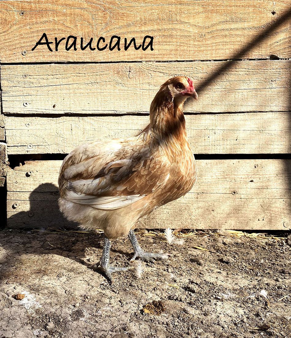 Poule Araucana