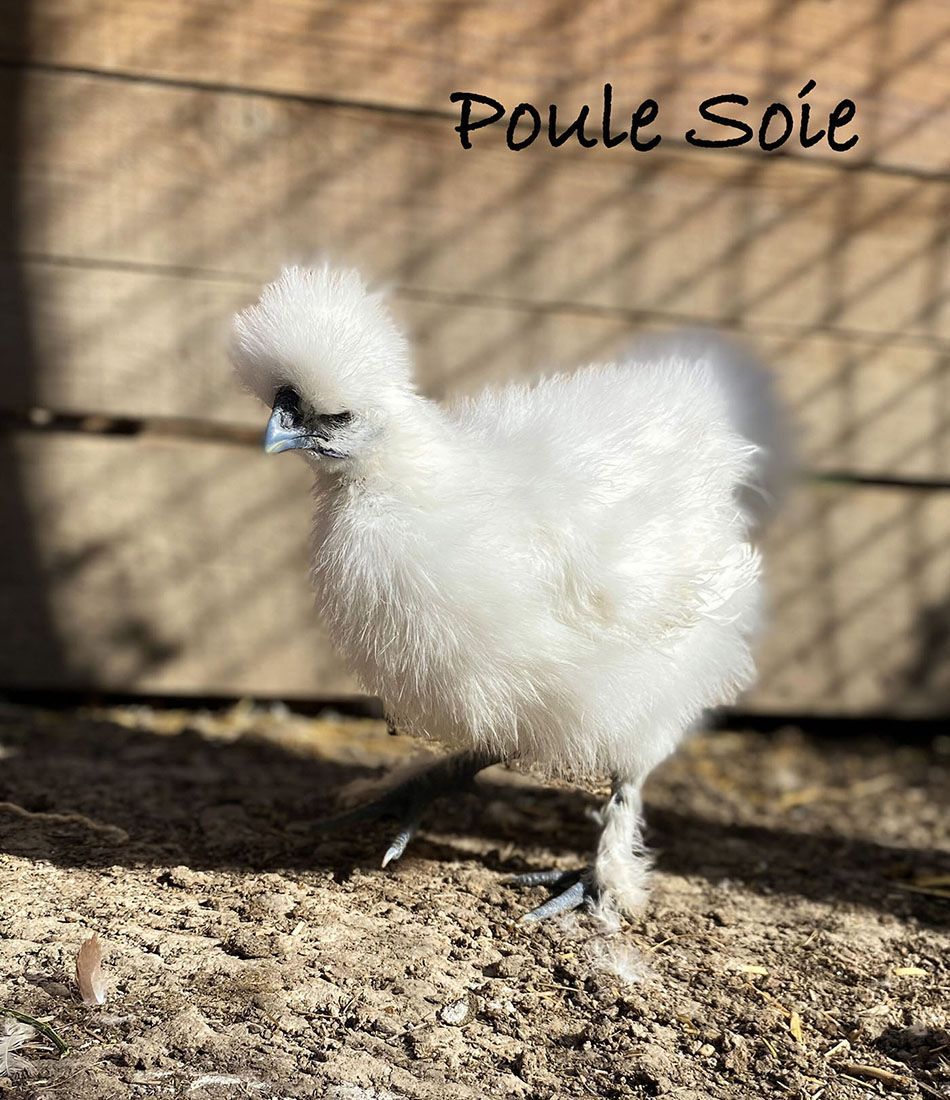 Poule Soie