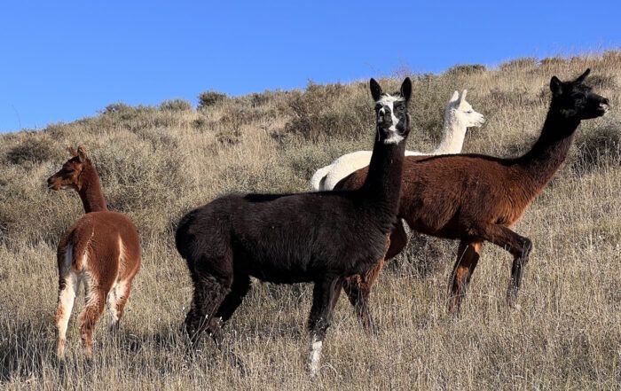Alpagas - Lamas