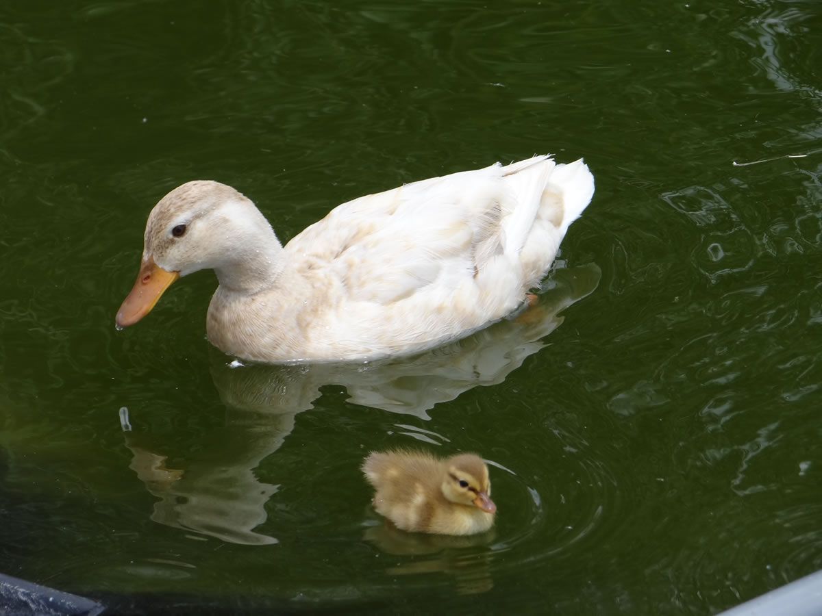 Les canards