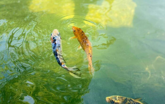Carpes Koi