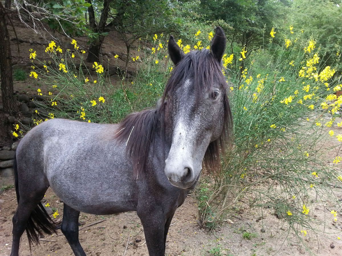 Les chevaux