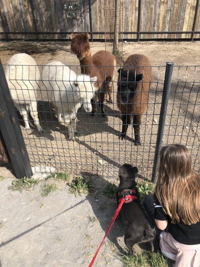 Les chiens sont admis dans le parc