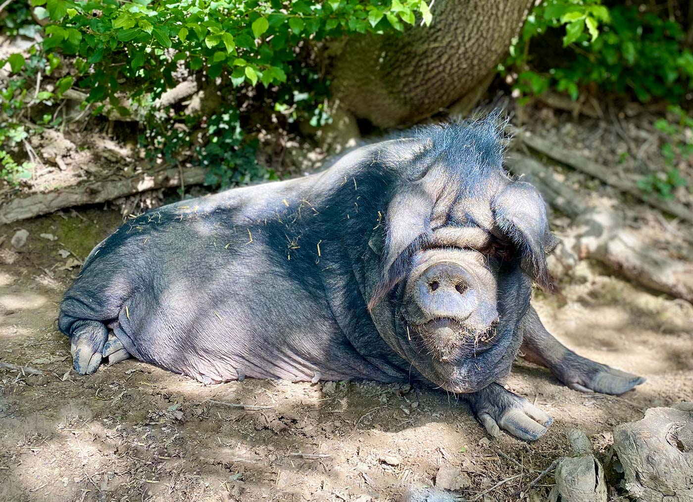 Les cochons américains