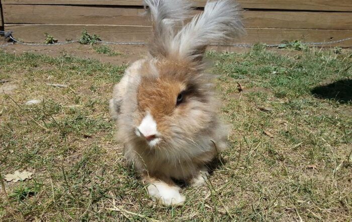 Les lapins angora