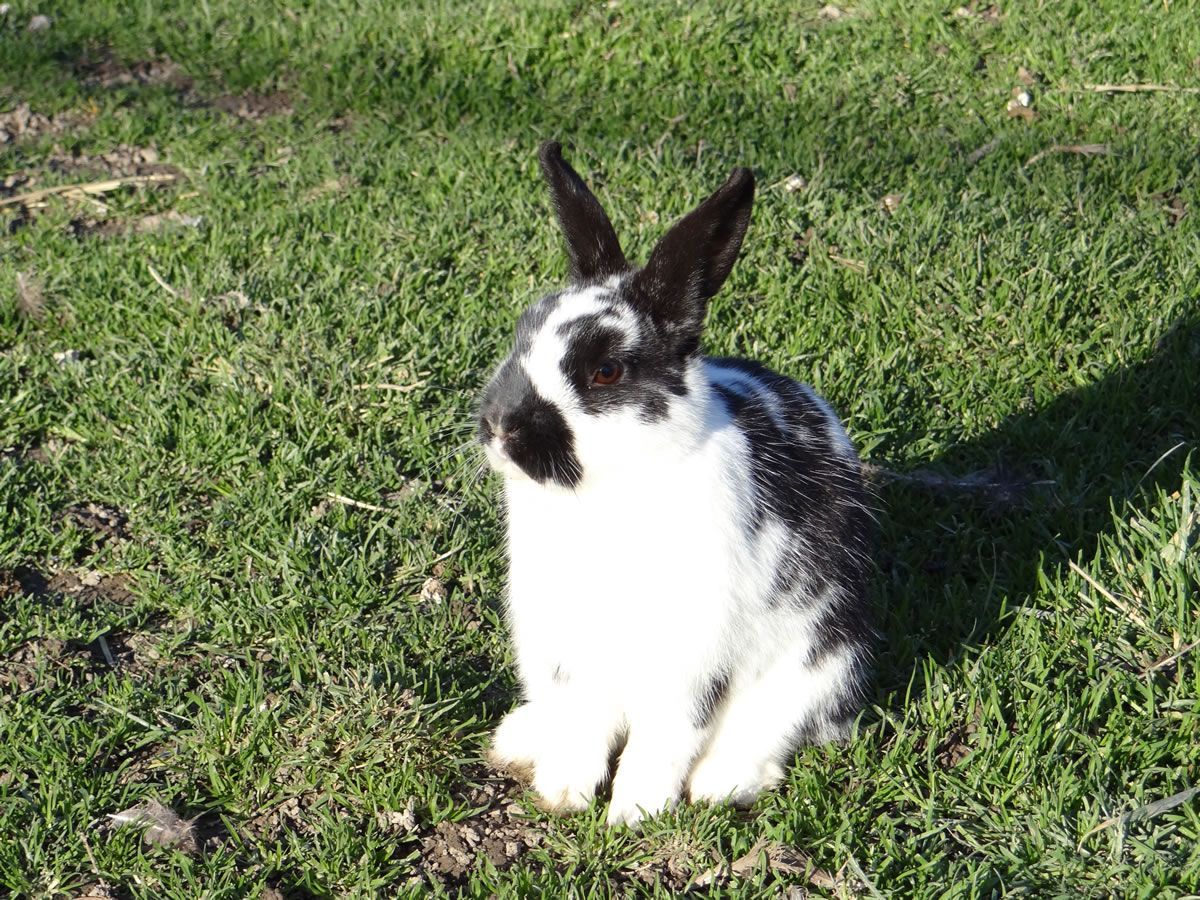 Les lapins