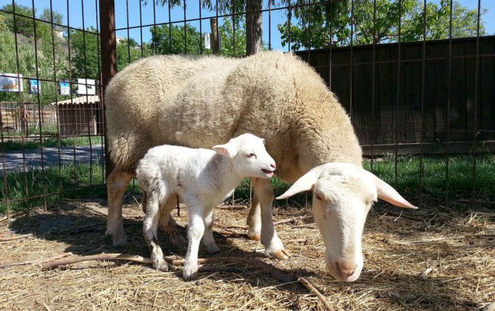 Moutons