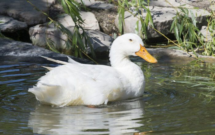 Oies - Canards