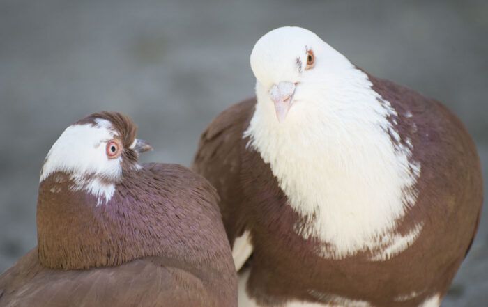 Pigeons