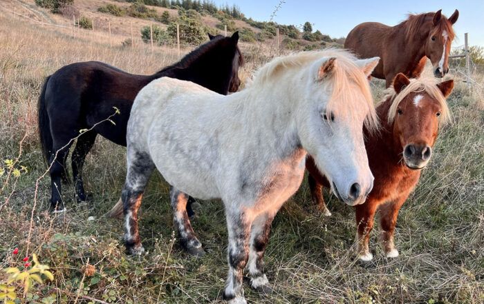 Poneys - Chevaux - Ânes