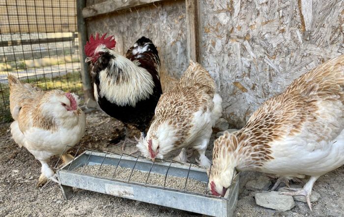 Poules