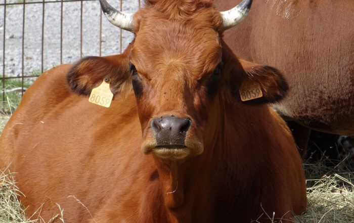 Vaches